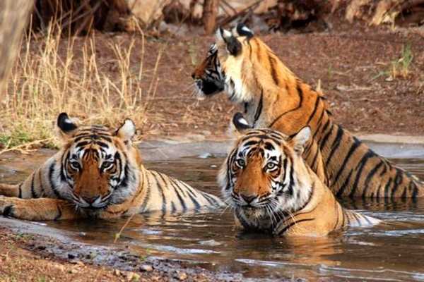 sariska tiger reserve tour