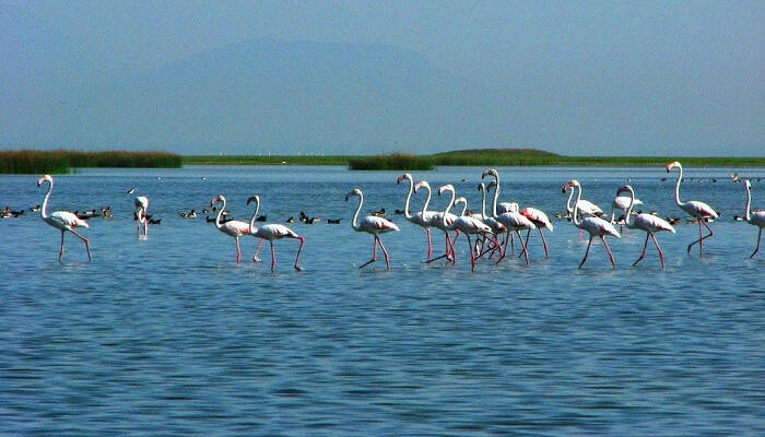 chilika lake bird sanctuary