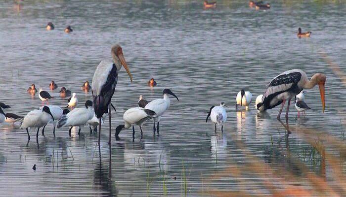 Top 7 Bird Sanctuaries in India For Nature Enthusiasts