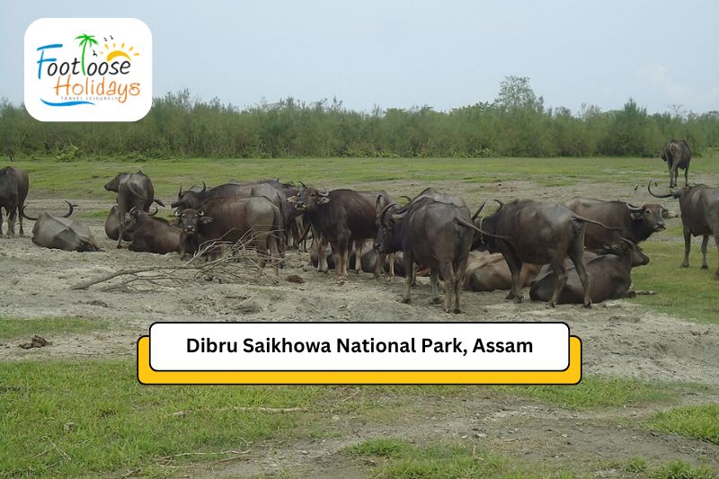 dibru-saikhowa-national-park-asam
