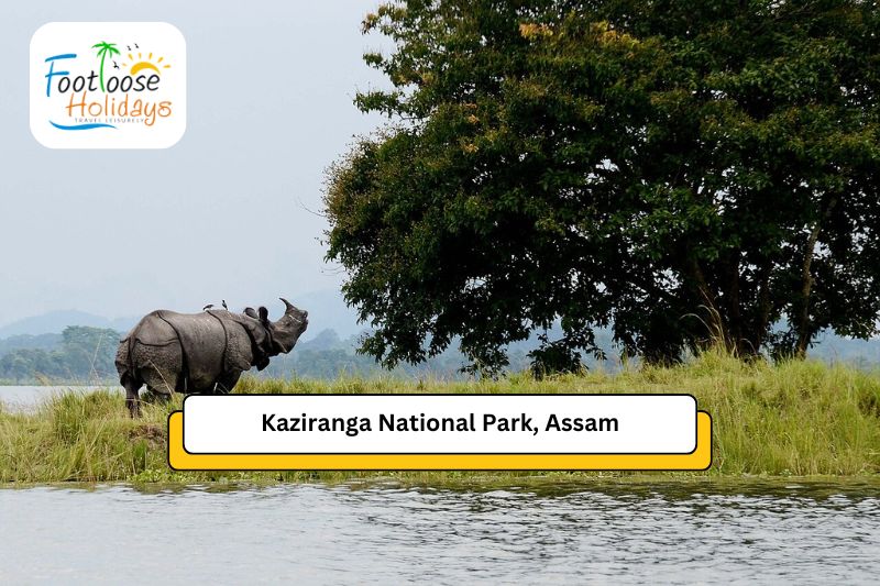 kaziranga-north-east-tour-packages