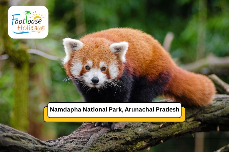 namdapha-national-park-arunchal-pradesh
