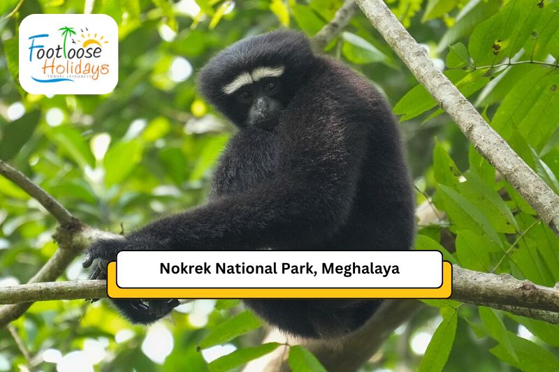 nokrek-national-park-megahalya-north-east-tour-packages