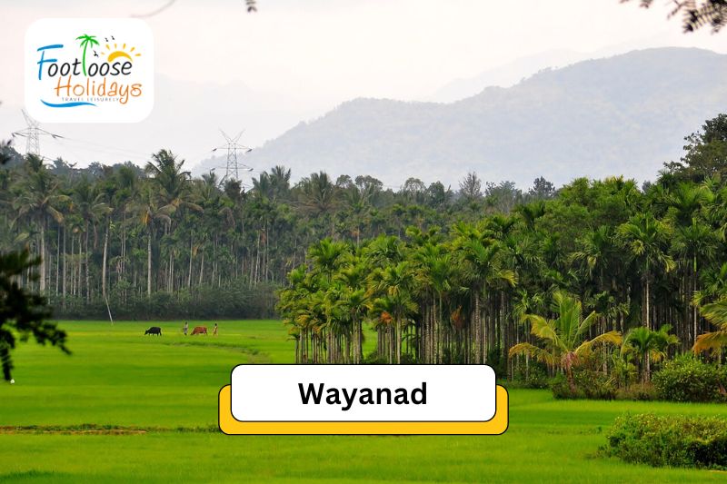 wayanad-green-paradise-summer-destination