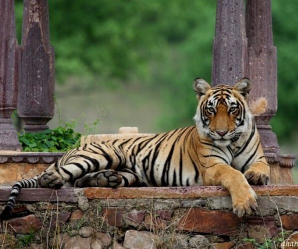 Rajasthan Wildlife Tour Packages